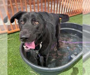 OLIVE - Female Labrador Retriever-Unknown Mix Dog for Adoption - Photo #2
