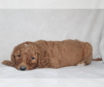 Small Photo #5 Goldendoodle Puppy For Sale in FRESNO, OH, USA
