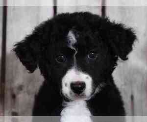 Bernedoodle (Miniature) Puppy for sale in MOUNT VERNON, OH, USA