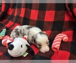 Small #3 Miniature Australian Shepherd