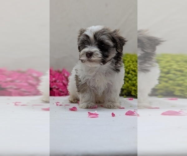 Medium Photo #4 Havanese Puppy For Sale in GOSHEN, IN, USA