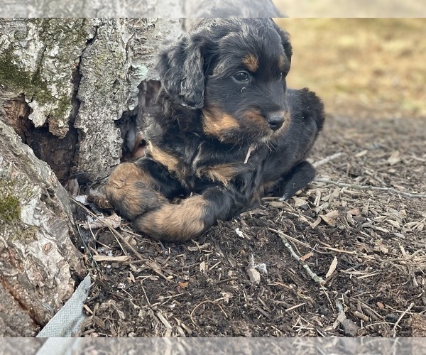 Medium Photo #20 Aussiedoodle Puppy For Sale in WESTMINSTER, MD, USA