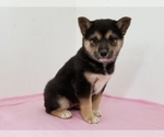 Small Photo #7 Shiba Inu Puppy For Sale in CLARK, MO, USA