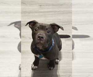 American Pit Bull Terrier-American Staffordshire Terrier Mix Dogs for adoption in Wenonah, NJ, USA