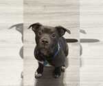 Small American Pit Bull Terrier-American Staffordshire Terrier Mix