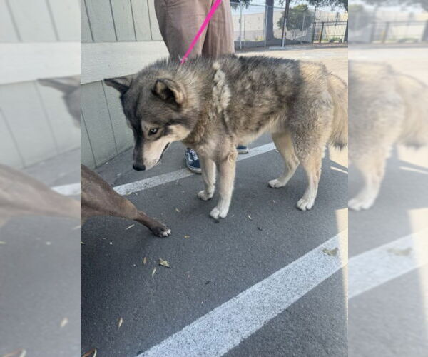 Medium Photo #1 Siberian Husky Puppy For Sale in San Bernardino, CA, USA