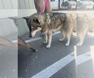 Siberian Husky Dogs for adoption in San Bernardino, CA, USA