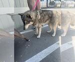 Small Siberian Husky