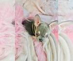 Small #5 French Bulldog