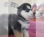 Small Photo #1 Pomsky Puppy For Sale in HUDSON, FL, USA