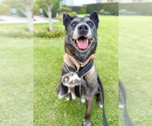 August - Female Mutt Dog for Adoption - Photo #6