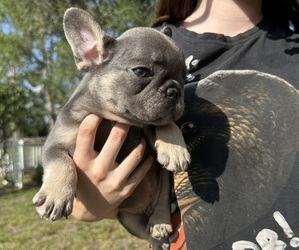French Bulldog Puppy for sale in DADE CITY, FL, USA