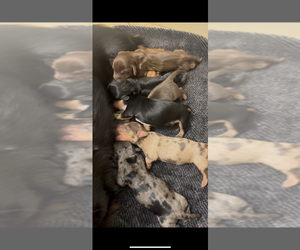 Dachshund Litter for sale in CHANDLER, AZ, USA