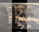 Image preview for Ad Listing. Nickname: Litter of 5