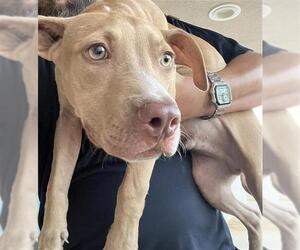 American Pit Bull Terrier Dogs for adoption in Augusta, GA, USA