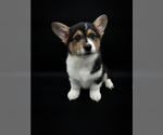 Small Pembroke Welsh Corgi