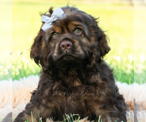 Medium Photo #33 Cocker Spaniel Puppy For Sale in WARSAW, IN, USA