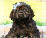 Small Photo #33 Cocker Spaniel Puppy For Sale in WARSAW, IN, USA