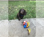 Small Photo #1 Dachshund Puppy For Sale in NASHVILLE, TN, USA
