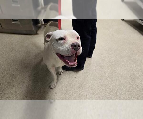 Medium Photo #1 American Pit Bull Terrier Puppy For Sale in Riverside, CA, USA