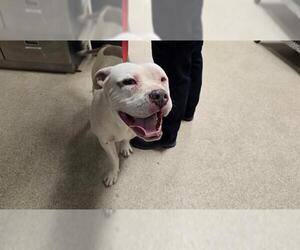 American Pit Bull Terrier Dogs for adoption in Riverside, CA, USA