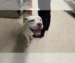 Small American Pit Bull Terrier