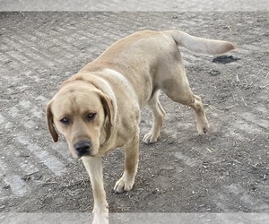 Mother of the Labrador Retriever puppies born on 05/07/2025