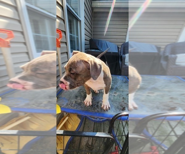 Medium Photo #40 American Bully Puppy For Sale in HARRISBURG, PA, USA