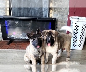 Akita Puppy for sale in SANBORN, NY, USA