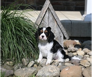 Cavalier King Charles Spaniel Puppy for sale in MILLERSBURG, OH, USA