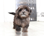 Small Photo #1 ShihPoo Puppy For Sale in MARIETTA, GA, USA