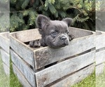 Small #2 French Bulldog