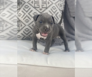 American Bully Puppy for sale in MERIDIANVILLE, AL, USA