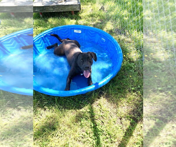 Medium Photo #11 Mutt Puppy For Sale in San Leon, TX, USA