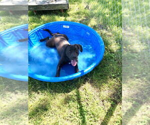 Popeye - Male Mutt Dog for Adoption - Photo #11