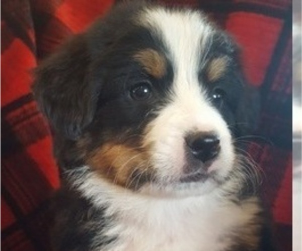 Medium Photo #2 Bernese Mountain Dog Puppy For Sale in NORWOOD, MO, USA