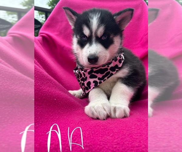 Medium Photo #1 Siberian Husky Puppy For Sale in PARK CITY, KY, USA