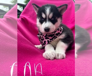 Siberian Husky Puppy for sale in PARK CITY, KY, USA