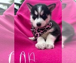Image preview for Ad Listing. Nickname: Black Aa