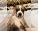 Small Photo #3 Beagle-Siberian Husky Mix Puppy For Sale in SULPHUR, LA, USA