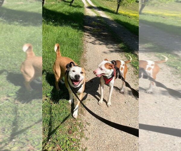 Medium Photo #12 Mutt Puppy For Sale in Evansville, IN, USA