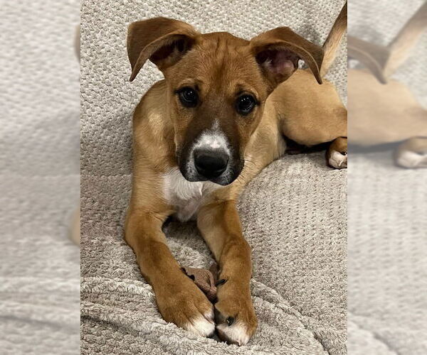 Medium Photo #1 Boxer-Unknown Mix Puppy For Sale in Salt Lake City, UT, USA