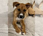 Small Boxer Mix