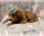 Small Photo #6 Aussiedoodle Puppy For Sale in LAKELAND, FL, USA