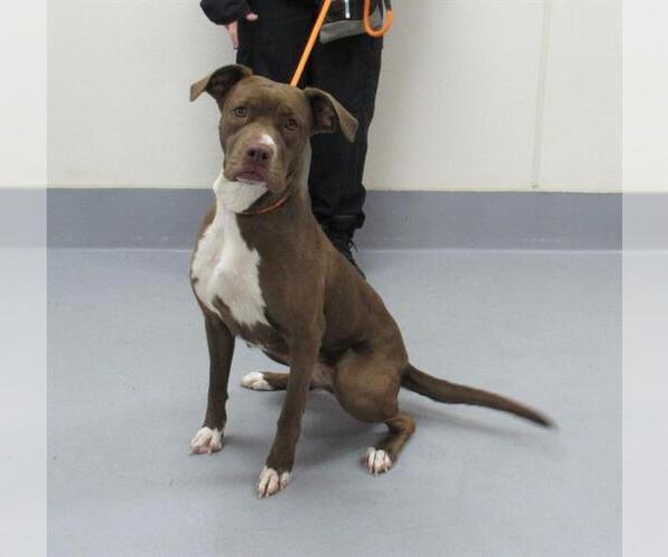 Medium Photo #1 American Pit Bull Terrier-Unknown Mix Puppy For Sale in Louisville, KY, USA