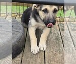 Small #2 German Shepherd Dog