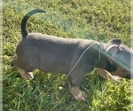 Small Photo #2 American Bully Puppy For Sale in CALLAWAY, MD, USA