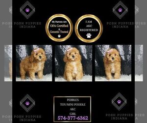 Poodle (Toy) Puppy for sale in WARSAW, IN, USA