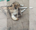 Small #2 Siberian Husky