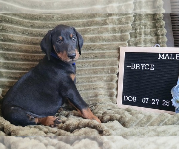 Medium Photo #3 Doberman Pinscher Puppy For Sale in POMEROY, OH, USA
